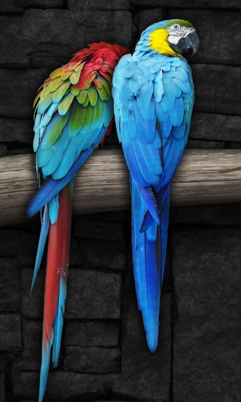 Parrots pair