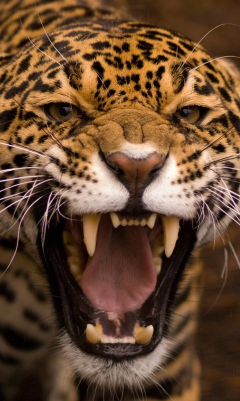 Animals