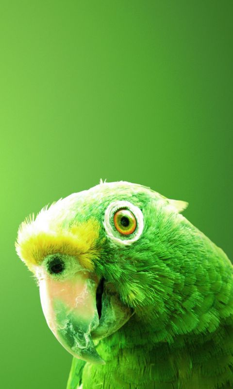 Animals