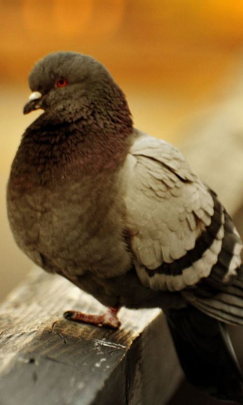 Animals