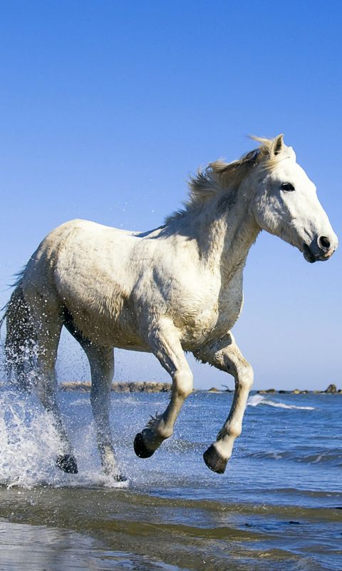 Animals