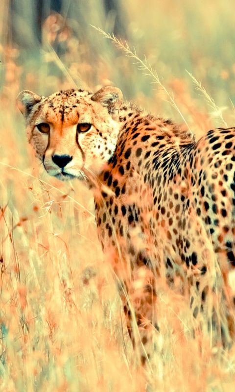 Animals