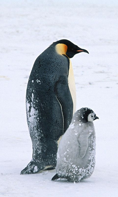 Animals