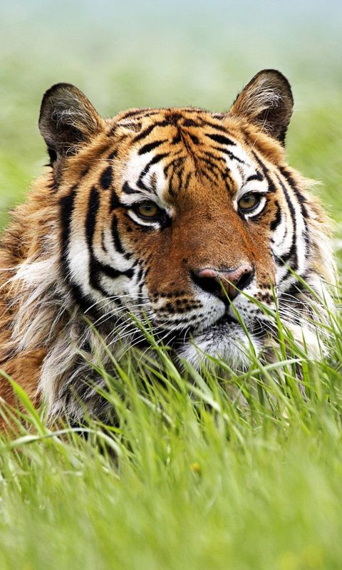 Animals