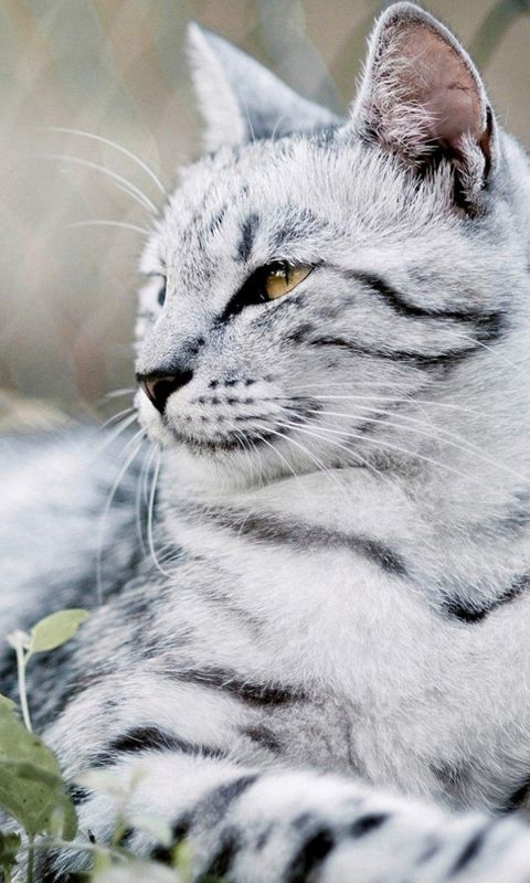 Animals