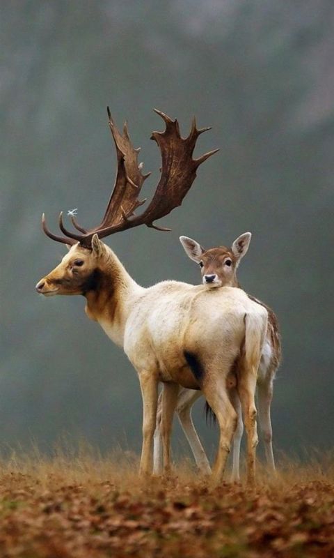 Animals