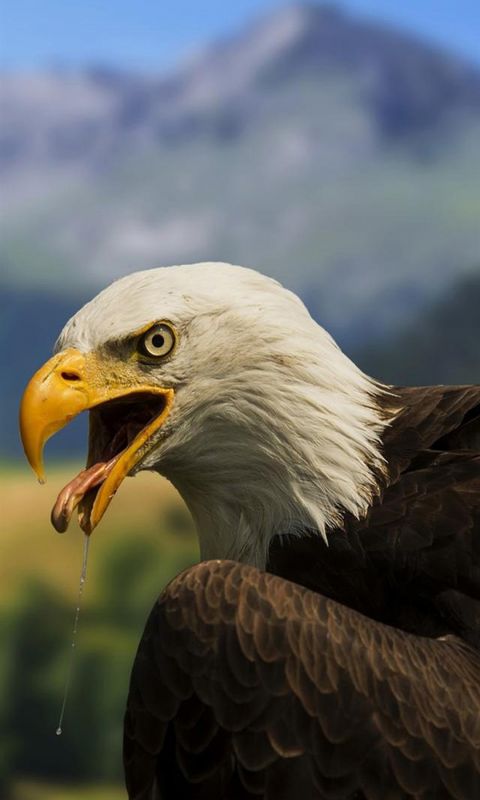 Animals