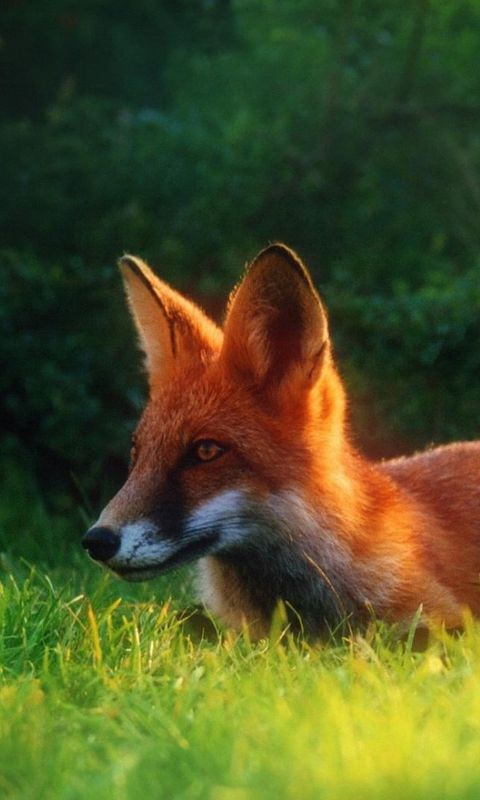 Animals