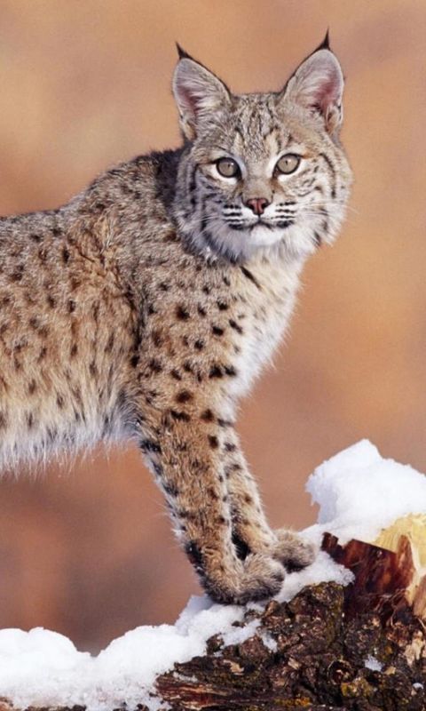 Animals
