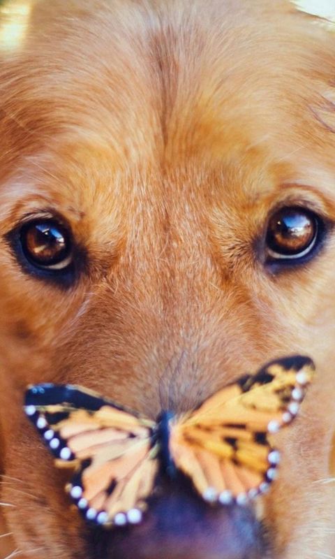 Animals