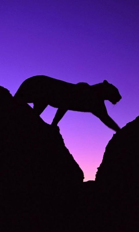 Animals