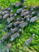 Animals