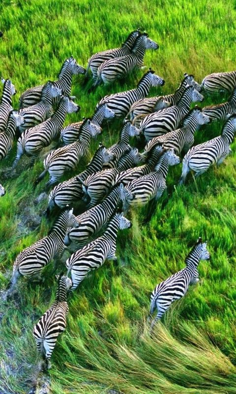 Animals