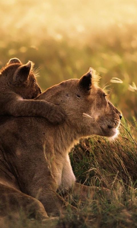 Animals