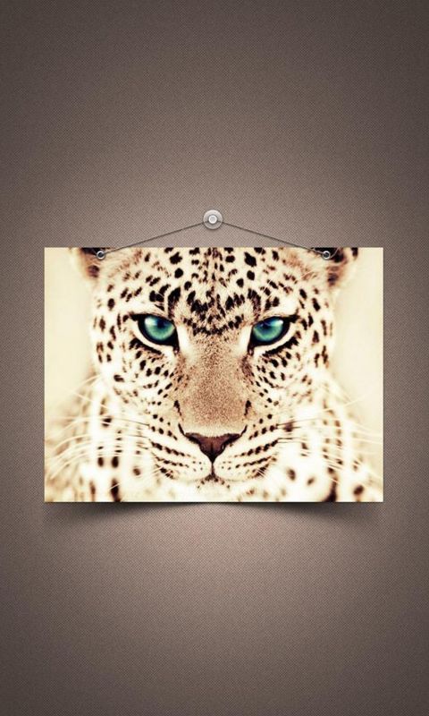 Animals