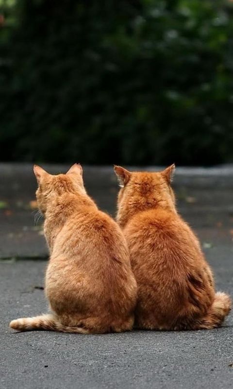 Animals
