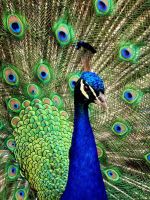 Animals