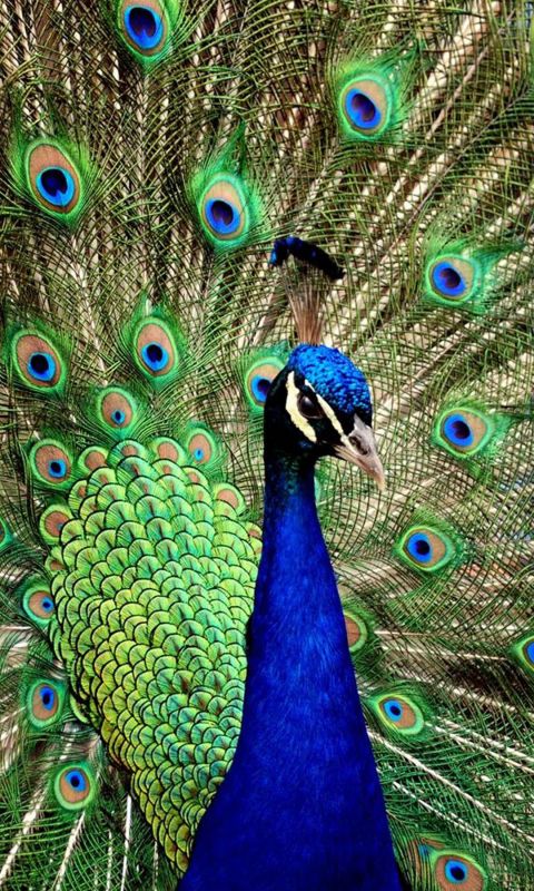Animals
