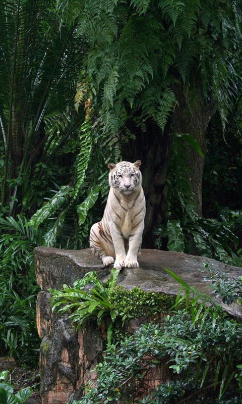 Animals