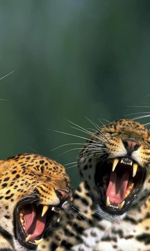 Animals
