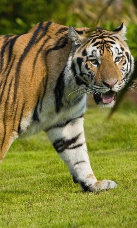 Animals