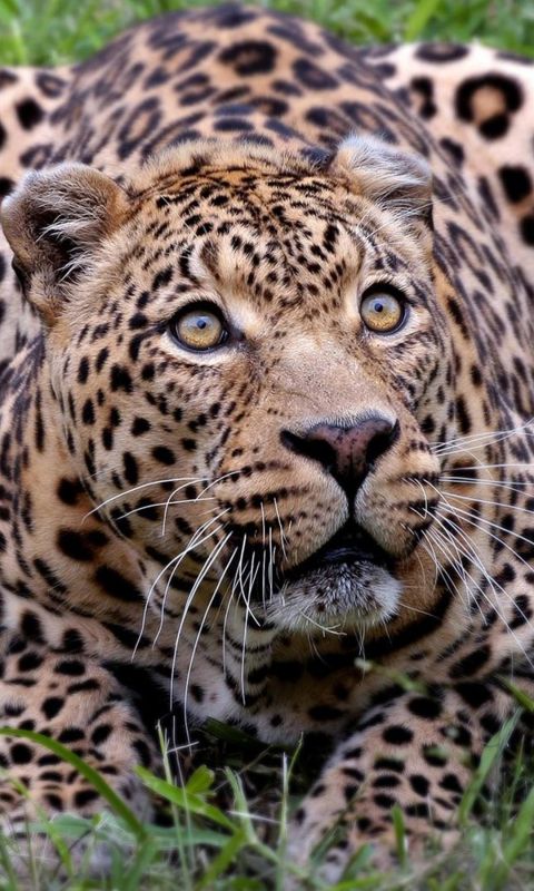 Animals