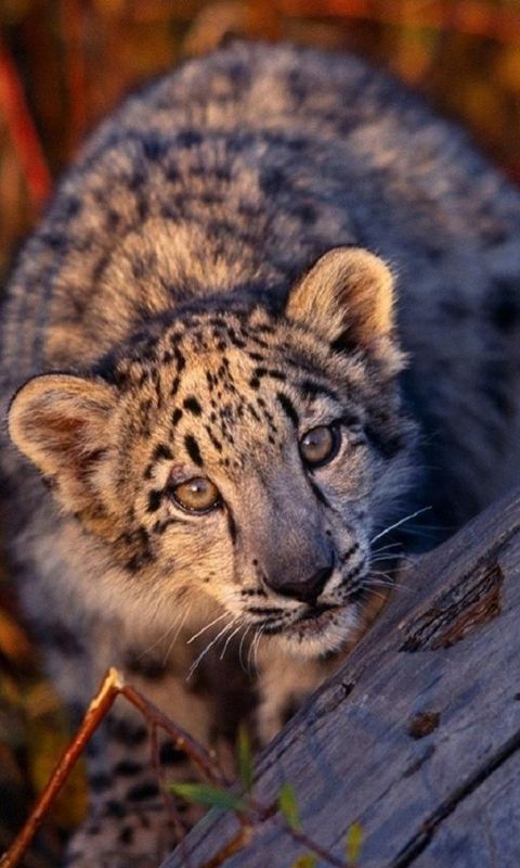 Animals