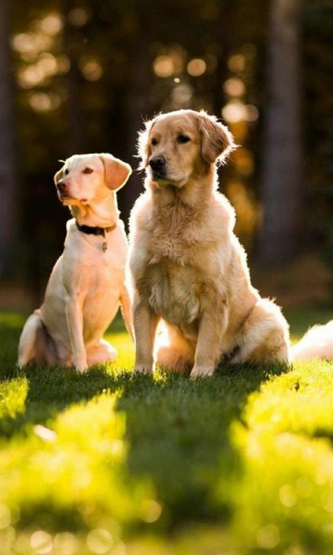 Animals