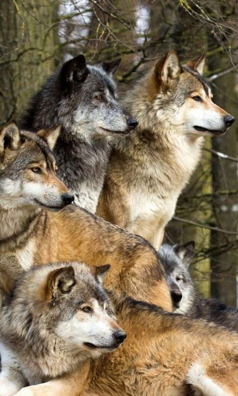 Animals