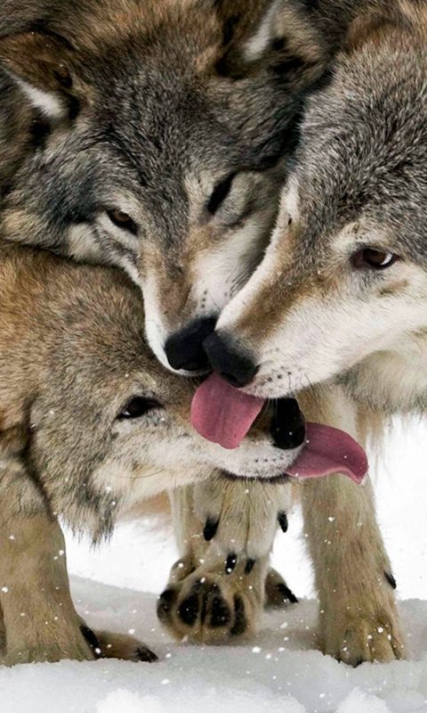 Animals