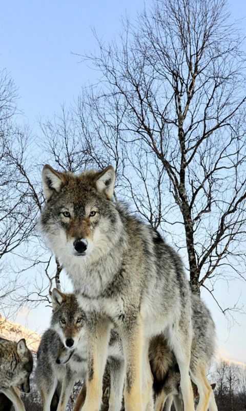Animals
