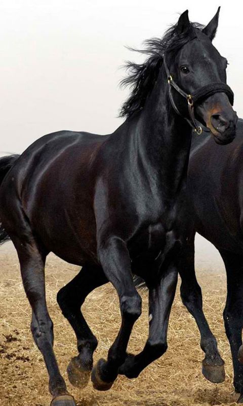 Animals