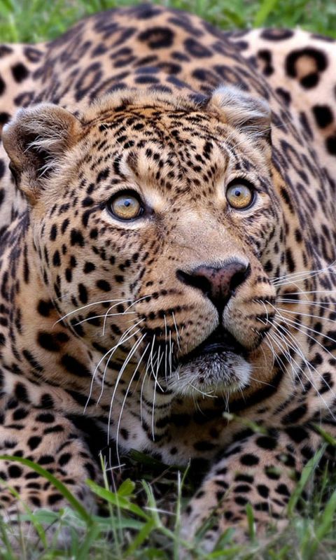 Animals
