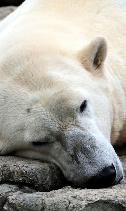 Animals