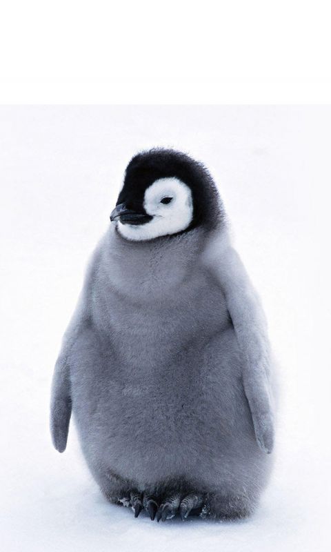 Animals