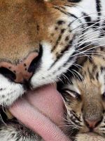 Animals
