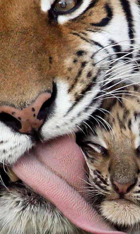 Animals