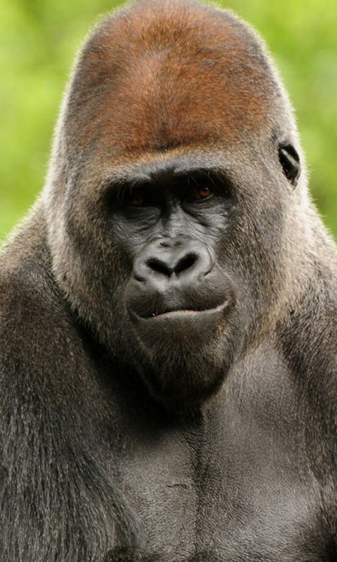 Animals