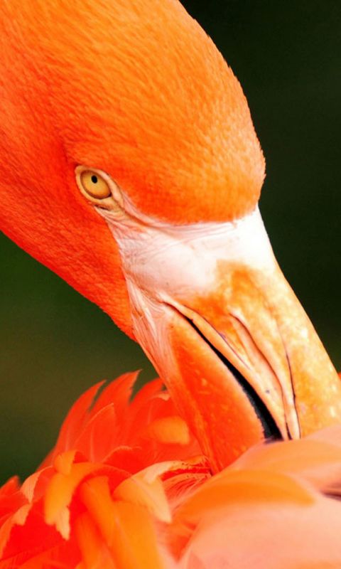 Animals