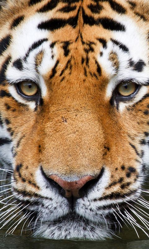 Animals