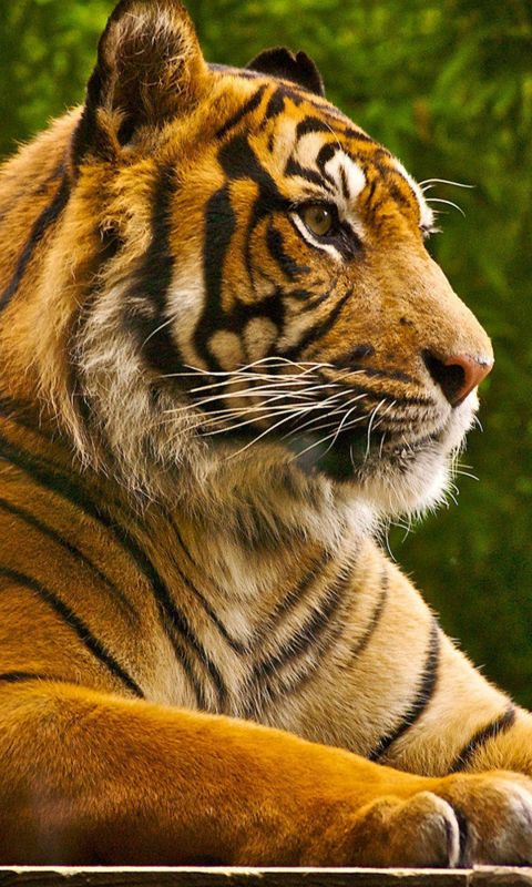 Animals