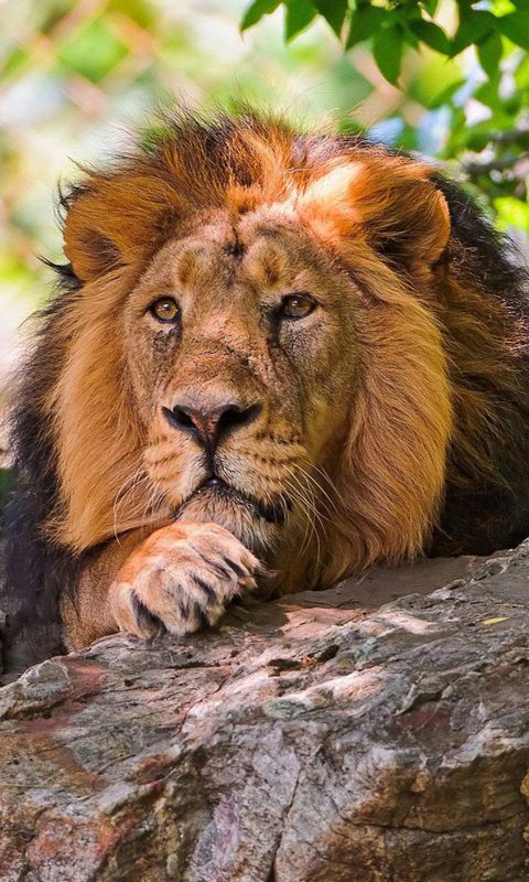 Animals
