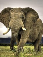 Animals