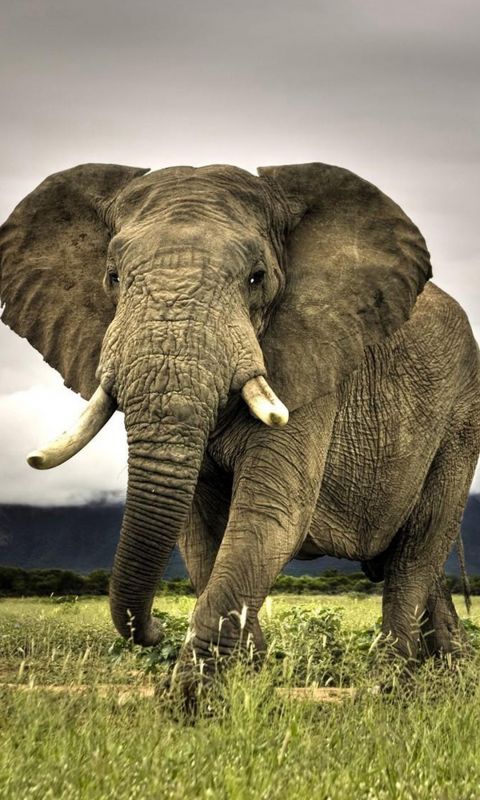 Animals