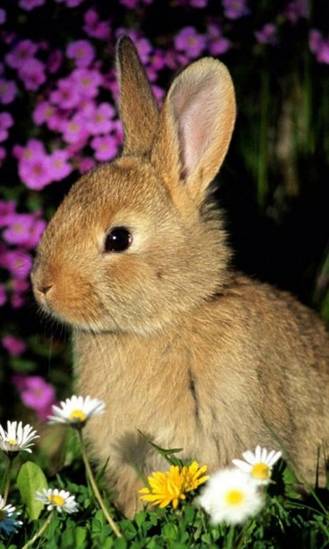 Animals