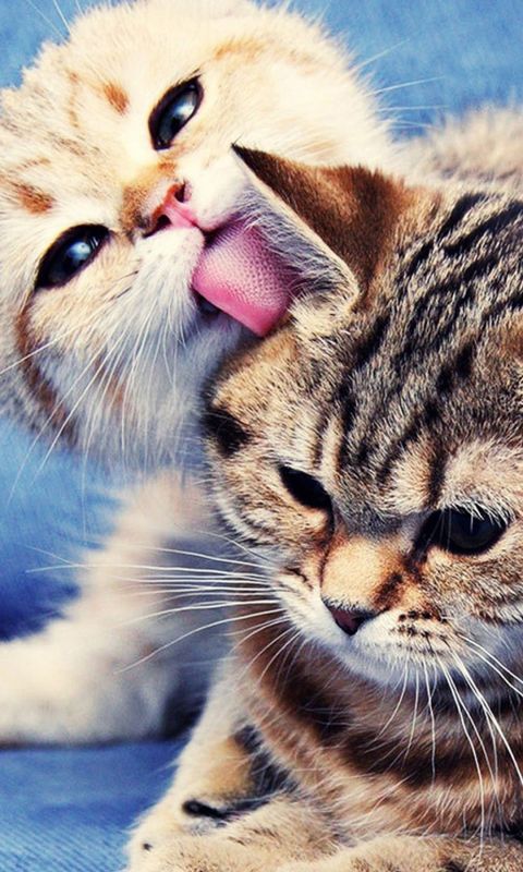 Animals