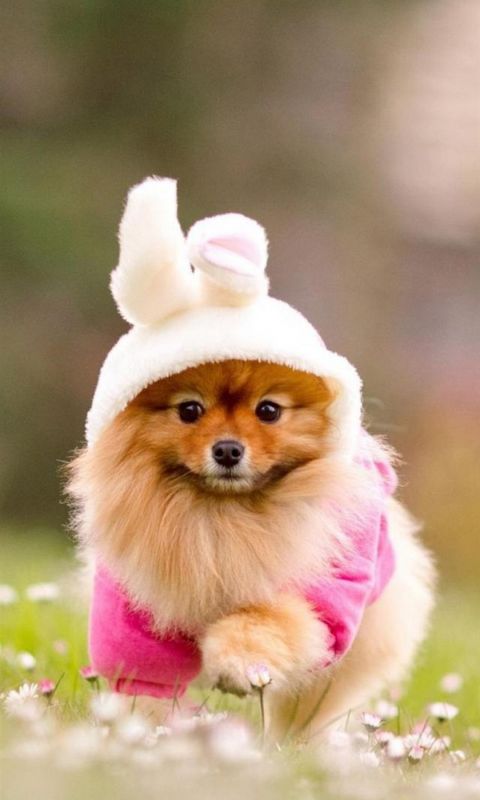 Animals