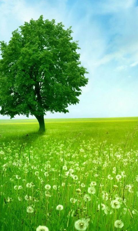Lonely tree