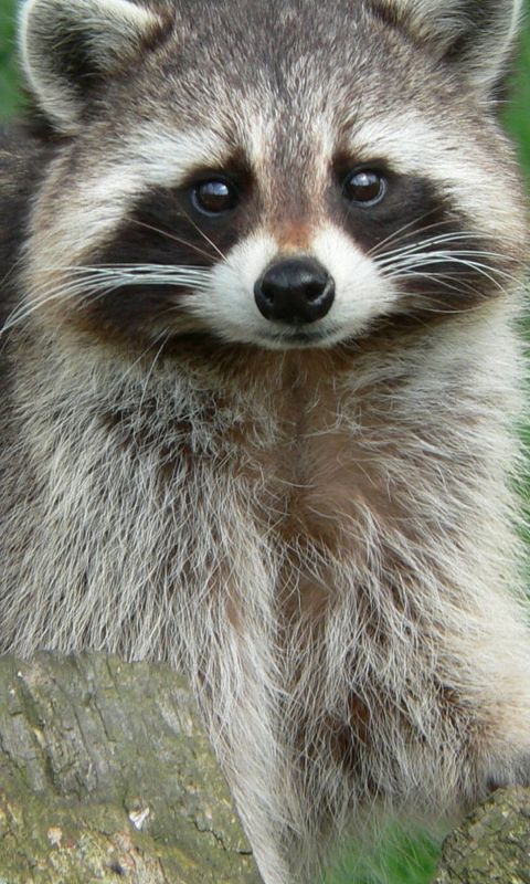 Animals