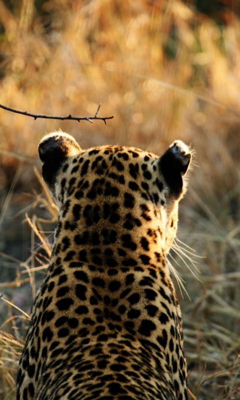 Animals